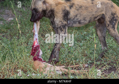 African Wild Hunting Dog (Lycaon pictus). Flaying Impala Antelope corpse, revealing bloody flesh, holding down body with front feet. Stock Photo