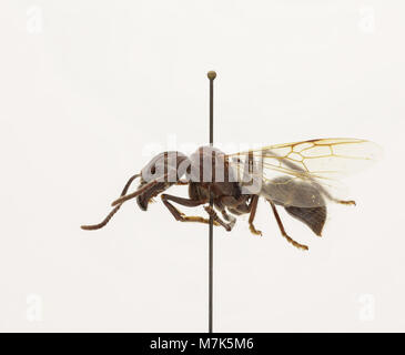 Bullate Insect A bullet ant (Paraponera clavata) the most infamous of insects. It gets ...