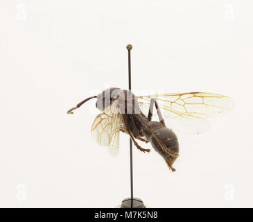 Paraponera clavata, commonly known as the bullet ant, is a species of ...