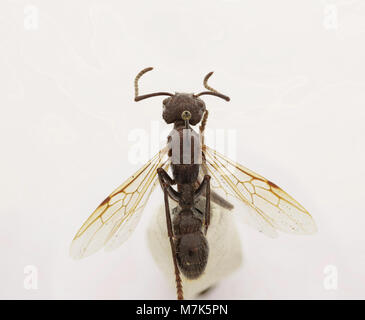 Bullet Insect Paraponera clavata, also known as the bullet ant, is featured in this ...
