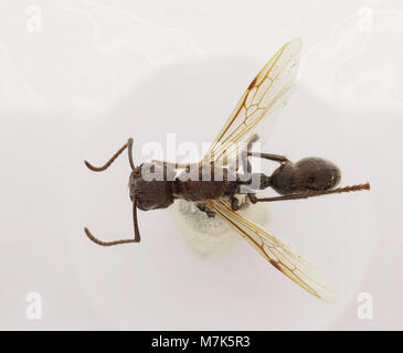 Bullet Insect A close-up image of Paraponera clavata, commonly known as the bullet ...