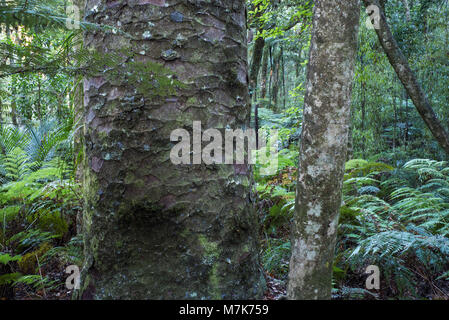 Rain forest where Kauri trees are surrounded by  trees, ferns and mosses dependent on them. The bark on this tree is typical of a healthy Kauri . Stock Photo