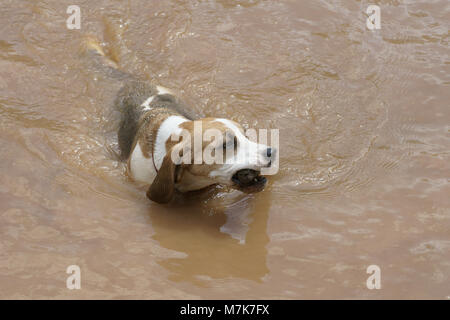 Beagle Stock Photo