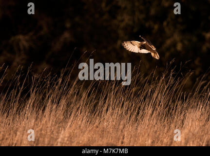A backlit wild Short Eared Owl (Asio Flammeus) hovers over unsuspecting prey at sunset, Gloucestershire Stock Photo