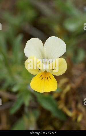 flower of the Dune Pansy Viola tricolor ssp. curtisii Stock Photo