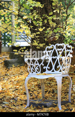A chair under the ginkgo tree with many fallen leaves in autumn Stock Photo