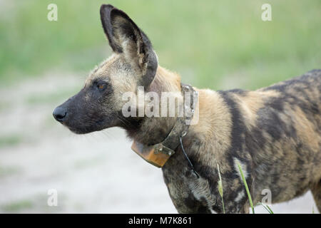 African Hunting Dog (Lycaon pictus). Animal with fitted radio tracking neck collar. Being followed in Moremi National Park. Okavango Delta. Botswana.  Stock Photo