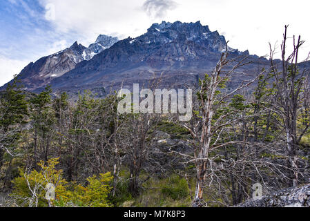 Mountain peaks and forests of burnt Lenga trees in the Cordon Olguin, Torres del Paine National Park, Patagonia, Chile Stock Photo