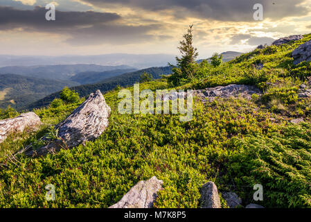 small spruce tree among the rocks. beautiful scenery in mountains at sunrise Stock Photo