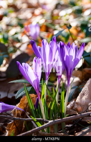 purple crocus flowers among weathered foliage in forest on a sunny day. beautiful springtime nature background Stock Photo