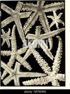 Astéries recuelillies par l'Investigator dans l'océan Indien (1909) (19722473833) Stock Photo