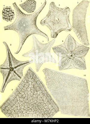 Astéries recuelillies par l'Investigator dans l'océan Indien (1909) (20155342208) Stock Photo