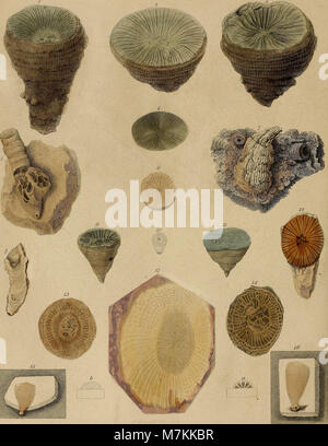 A pictorial atlas of fossil remains, consisting of coloured illustrations selected from Parkinson's 'Organic remains of a former world,' and Artis's 'Antediluvian phytology.' (1850) (14779033222)