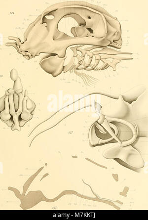 This work focuses on the comparative anatomy of vertebrates ...