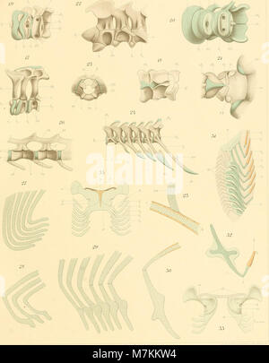This work explores the comparative anatomy of vertebrates, specifically ...