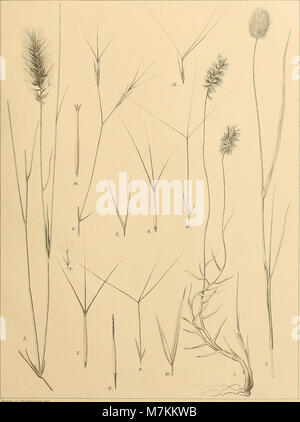 Beiträge zur Flora und Pflanzengeographie Australiens (1914) (19742269403) Stock Photo
