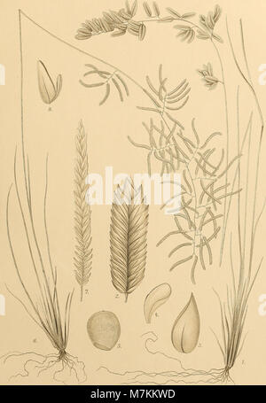 Beiträge zur Flora und Pflanzengeographie Australiens (1914) (19742272633) Stock Photo