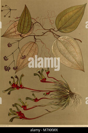 Beiträge zur Flora und Pflanzengeographie Australiens (1914) (20363186885) Stock Photo