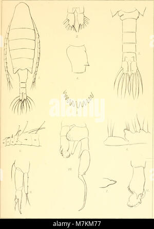 Beiträge zur Kenntnis der Land- und Süsswasserfauna Deutsch-Südwestafrikas. Ergebnisse der Hamburger deutsche-südwestafrikanischen Studienreise 1911 (1914-16) (19740595724) Stock Photo