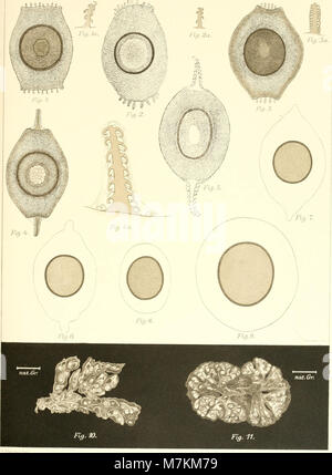 Beiträge zur Kenntnis der Land- und Süsswasserfauna Deutsch-Südwestafrikas. Ergebnisse der Hamburger deutsche-südwestafrikanischen Studienreise 1911 (1914-16) (20175257328) Stock Photo