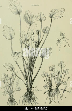 Beiträge zur Kenntnis der Vegetation der Canarischen Inseln. Mit Einfügung hinterlassener Schriften A.F.W. Schimpers (1907) (20337014876) Stock Photo