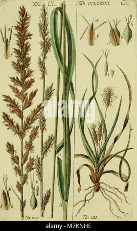 Grasses Reeds And Rushes Identification Description and illustrations of known and unknown species of reed ...