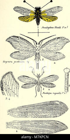 Boletín de la Sociedad Aragonesa de Ciencias Naturales (1905) (20380541542) Stock Photo
