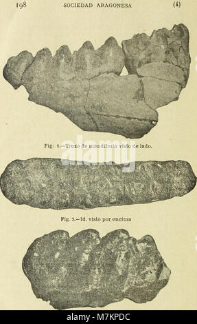 Boletín de la Sociedad Aragonesa de Ciencias Naturales (1916) (20200556979) Stock Photo