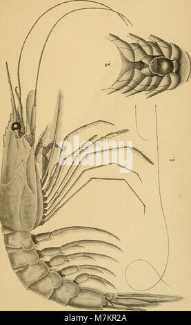 Bollettino della Società entomologica italiana (1902) (20398390141) Stock Photo