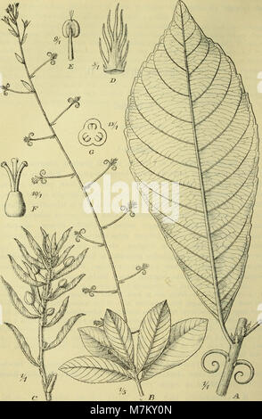 Botanische Jahrbücher für Systematik, Pflanzengeschichte und Pflanzengeographie (1907) (19780260564) Stock Photo