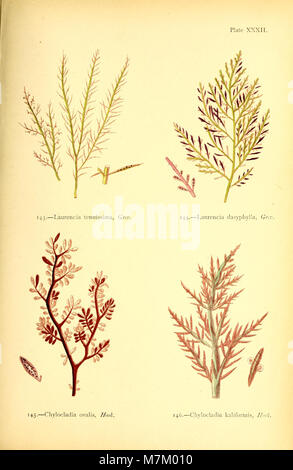 British sea-weeds - drawn from Professor Harvey's 'Phycologia Britannica' (1872) (19796094714) Stock Photo