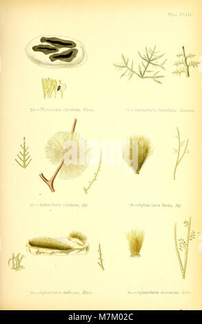 British sea-weeds - drawn from Professor Harvey's 'Phycologia Britannica' (1872) (20392471096) Stock Photo