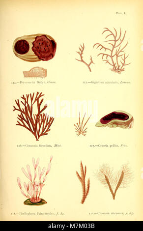 British sea-weeds - drawn from Professor Harvey's 'Phycologia Britannica' (1872) (20418742605) Stock Photo