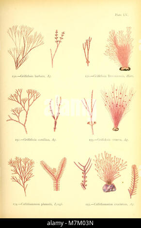 British sea-weeds - drawn from Professor Harvey's 'Phycologia Britannica' (1872) (20424961611) Stock Photo