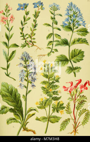 Alpen-Flora für Touristen und Pflanzenfreunde (1904) (18082951036) Stock Photo