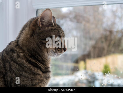 cat looking out rainy window