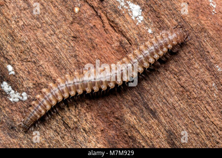Eyed Flat-backed Millipede (Nanogona polydesmoides) on underside of tree bark. Tipperary, Ireland Stock Photo