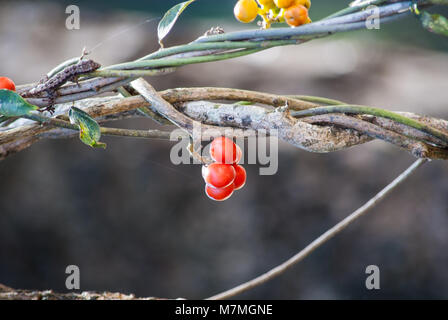 red fruit Tiliacora triandra in nature. Stock Photo