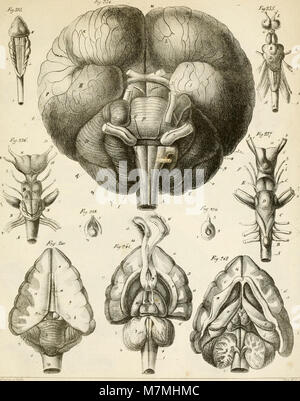 Anatomie comparée du cerveau - dans les quatres classes des animaux vertébrés (1824) (17549923203) Stock Photo