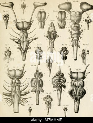 Anatomie comparée du cerveau - dans les quatres classes des animaux vertébrés (1824) (17984276079) Stock Photo