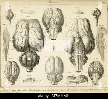 Anatomie comparée du cerveau - dans les quatres classes des animaux vertébrés (1824) (17984310229) Stock Photo