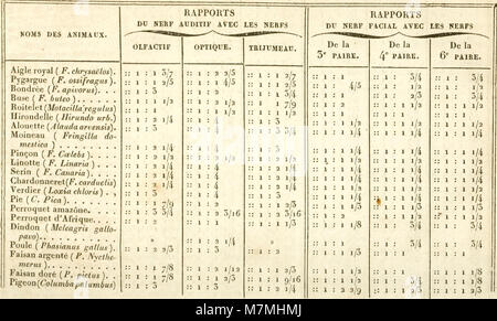 Anatomie comparée du cerveau - dans les quatres classes des animaux vertébrés (1824) (18143951736) Stock Photo