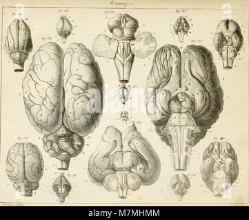 Anatomie comparée du cerveau - dans les quatres classes des animaux vertébrés (1824) (18144048036) Stock Photo