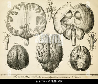 Anatomie comparée du cerveau - dans les quatres classes des animaux vertébrés (1824) (18171654061) Stock Photo