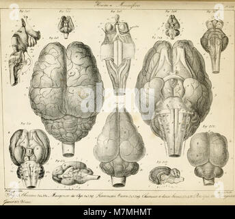 Anatomie comparée du cerveau - dans les quatres classes des animaux vertébrés (1824) (18171666341) Stock Photo