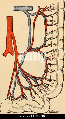 Anatomie médico-chirurgicale de l'abdomen (1922) (14781773691) Stock Photo