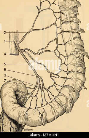 Anatomie médico-chirurgicale de l'abdomen (1922) (14782562964) Stock Photo