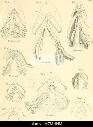 Anatomische abhandlungen über die perennibranchiaten und derotremen (1864) (17983135470) Stock Photo