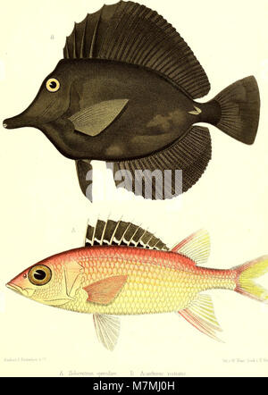 Andrew Garrett's Fische der Südsee (1873) (18196845801) Stock Photo