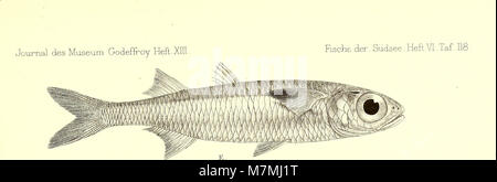 Andrew Garrett's Fische der Südsee (1876) (18007672010) Stock Photo